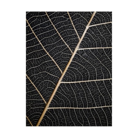 Design Fabrikken 'Leaf Veins Fabrikken' Canvas Art,24x32